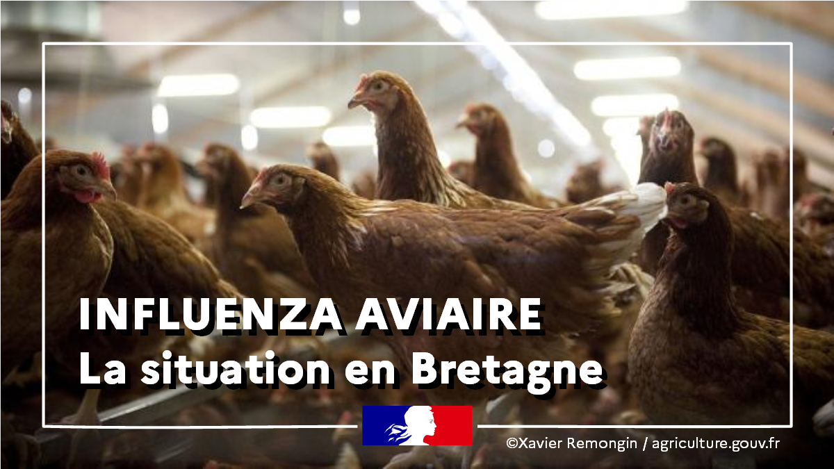 Influenza Aviaire : Abaissement Du Niveau De Risque « élevé » Au Niveau ...