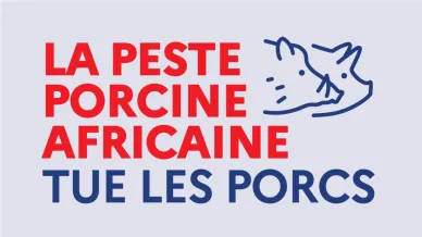 La peste porcine tue les porcs
