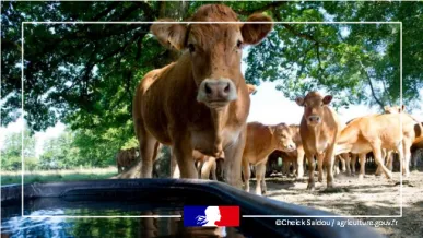 Bovins auprès d'une source d'eau