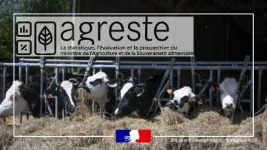 Vaches noires et blanches en stabulation en train de manger du foin